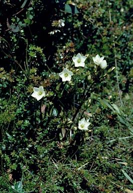 APII jpeg image of Gentianella diemensis  © contact APII