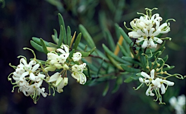 APII jpeg image of Lomatia polymorpha  © contact APII