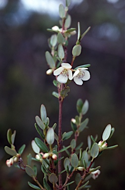 APII jpeg image of Eucryphia milliganii  © contact APII