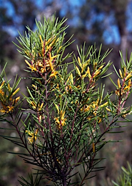 APII jpeg image of Persoonia juniperina  © contact APII