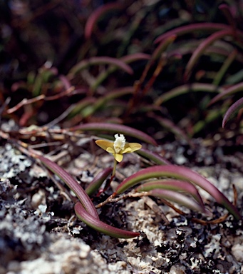 APII jpeg image of Dockrillia striolata  © contact APII