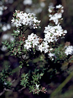 APII jpeg image of Epacris serpyllifolia  © contact APII