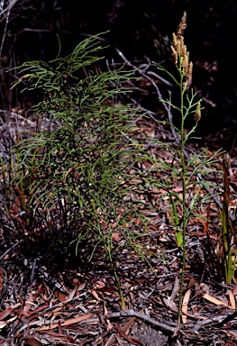 APII jpeg image of Lycopodium deuterodensum  © contact APII