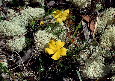 APII jpeg image of Hibbertia procumbens  © contact APII