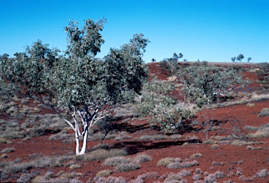 APII jpeg image of Eucalyptus leucophloia  © contact APII