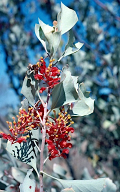 APII jpeg image of Grevillea wickhamii  © contact APII