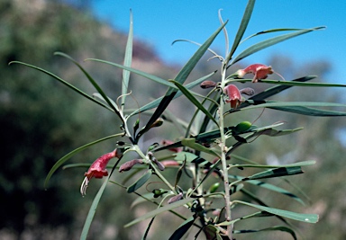 APII jpeg image of Eremophila longifolia  © contact APII