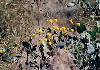 APII jpeg image of Acacia pyrifolia  © contact APII