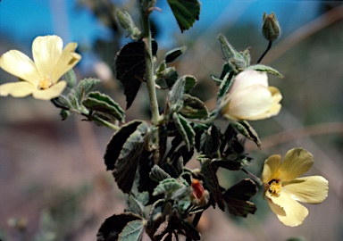 APII jpeg image of Abutilon oxycarpum  © contact APII