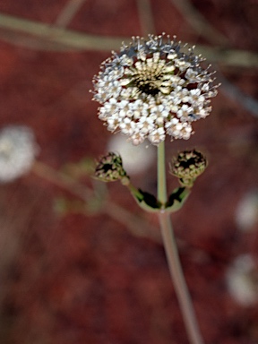 APII jpeg image of Trachymene oleracea  © contact APII