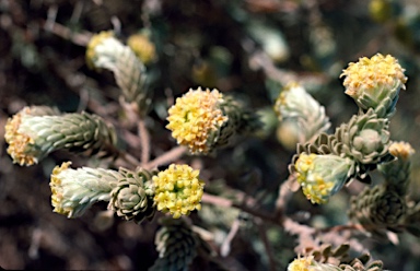 APII jpeg image of Pimelea ammocharis  © contact APII