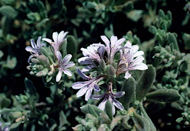 APII jpeg image of Scaevola revoluta  © contact APII