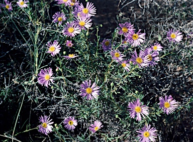 APII jpeg image of Olearia grandiflora  © contact APII