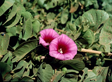 APII jpeg image of Ipomoea costata  © contact APII