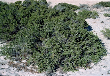 APII jpeg image of Thryptomene baeckeacea  © contact APII