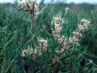 APII jpeg image of Hakea stenophylla  © contact APII