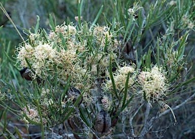 APII jpeg image of Hakea stenophylla  © contact APII