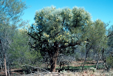 APII jpeg image of Hakea lorea  © contact APII