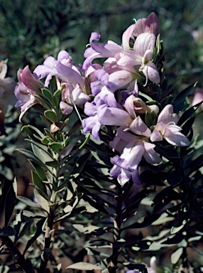 APII jpeg image of Eremophila recurva  © contact APII