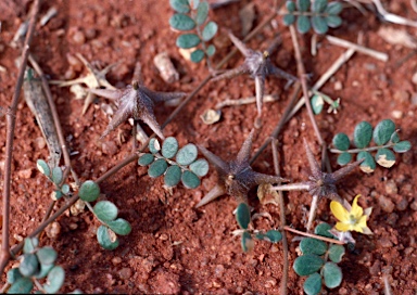 APII jpeg image of Tribulus astrocarpus  © contact APII