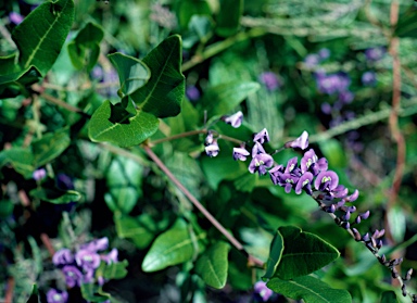 APII jpeg image of Hardenbergia comptoniana  © contact APII