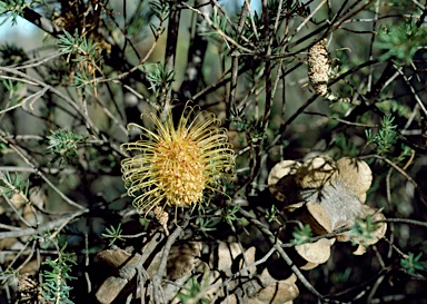 APII jpeg image of Banksia laricina  © contact APII