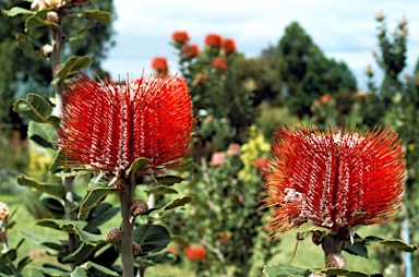 APII jpeg image of Banksia coccinea  © contact APII