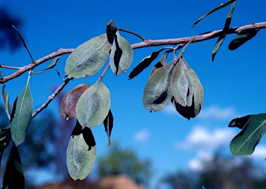 APII jpeg image of Terminalia canescens  © contact APII