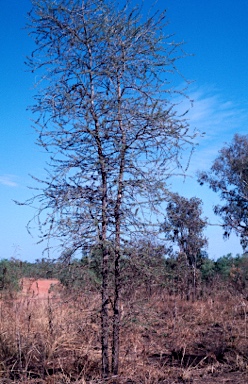 APII jpeg image of Vachellia suberosa  © contact APII