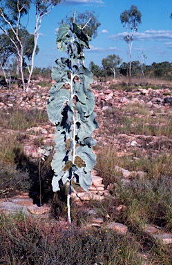 APII jpeg image of Acacia dunnii  © contact APII