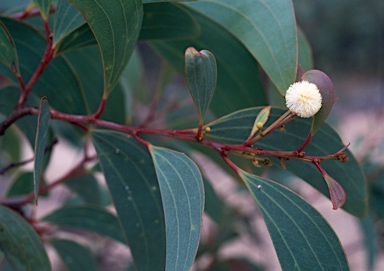 APII jpeg image of Acacia leptoloba  © contact APII