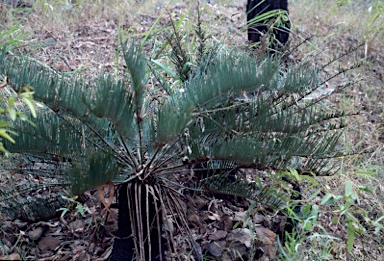 APII jpeg image of Cycas platyphylla  © contact APII