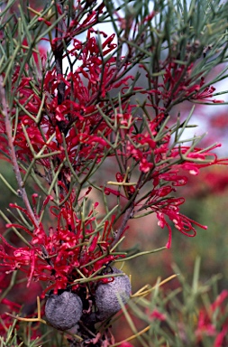 APII jpeg image of Hakea purpurea  © contact APII