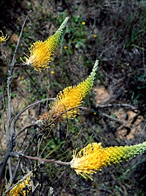 APII jpeg image of Grevillea eriostachya  © contact APII