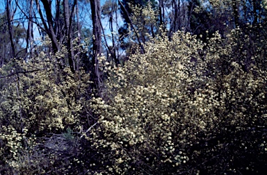 APII jpeg image of Phebalium squamulosum subsp. squamulosum  © contact APII