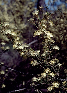 APII jpeg image of Phebalium squamulosum subsp. squamulosum  © contact APII