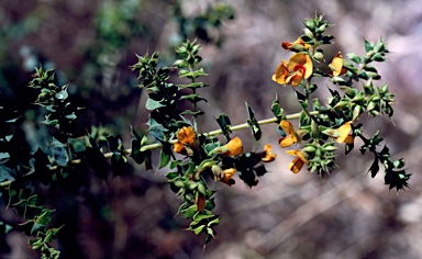 APII jpeg image of Pultenaea spinosa  © contact APII