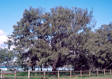 APII jpeg image of Casuarina equisetifolia subsp. incana  © contact APII