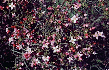 APII jpeg image of Boronia inornata subsp. leptophylla  © contact APII