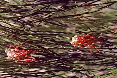 APII jpeg image of Grevillea cagiana  © contact APII