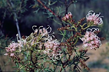 APII jpeg image of Grevillea teretifolia  © contact APII