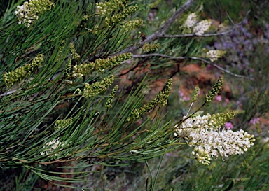 APII jpeg image of Grevillea zygoloba  © contact APII