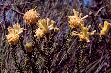 APII jpeg image of Petrophile ericifolia subsp. ericifolia  © contact APII