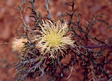 APII jpeg image of Banksia hewardiana  © contact APII