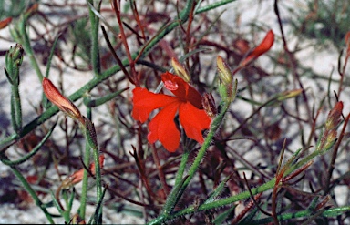 APII jpeg image of Lechenaultia hirsuta  © contact APII