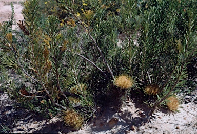 APII jpeg image of Banksia tridentata  © contact APII