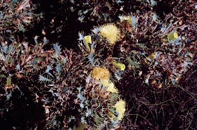 APII jpeg image of Banksia glaucifolia  © contact APII