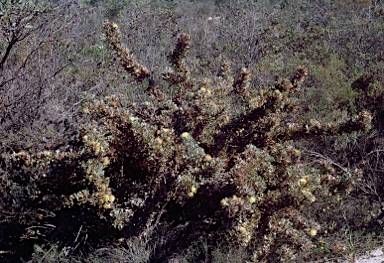 APII jpeg image of Banksia glaucifolia  © contact APII