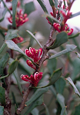 APII jpeg image of Hakea neospathulata  © contact APII