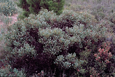 APII jpeg image of Hakea neospathulata  © contact APII